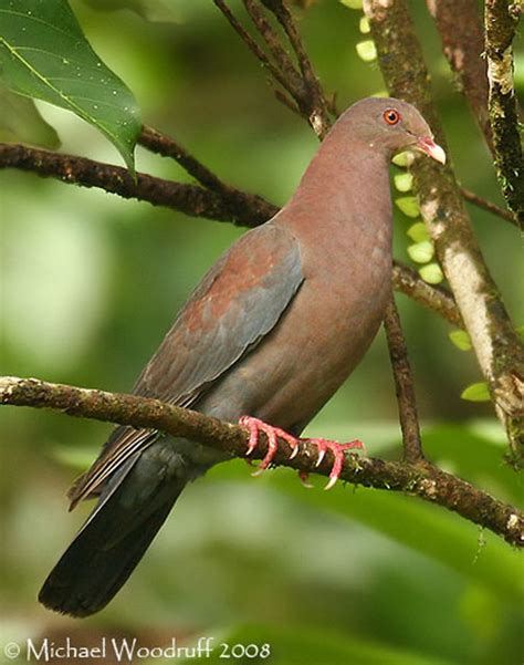 Red-billed Pigeon - Species Information and Photos