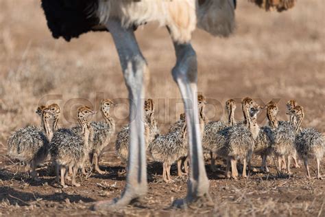 Ostrich with chicks | Stock image | Colourbox