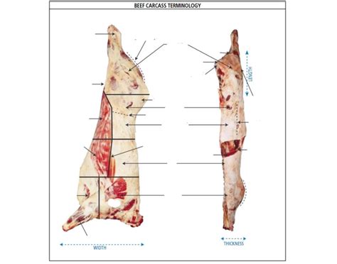 Beef Carcass Terminology Quiz