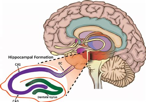 Hippocampus And Associated Structures Download Scientific Diagram