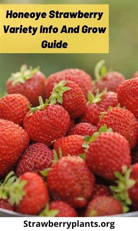 Honeoye Strawberry Variety Info And Grow Guide – Strawberry Plants