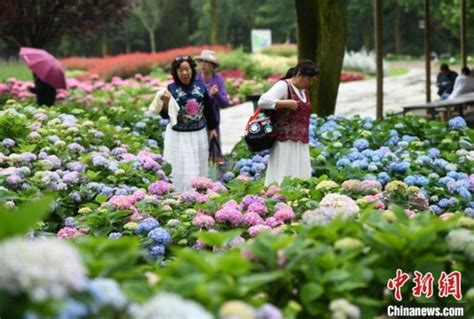 重庆巴南百余亩绣球花开引游人 色彩斑斓似油画 旅游频道 中国青年网