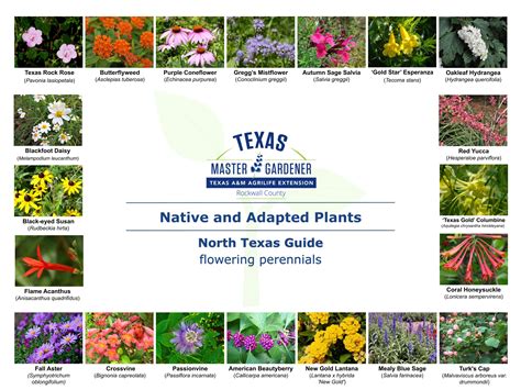 Native And Adapted Plants Rockwall County Master Gardeners