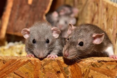 The Ultimate Guide To Rats In Al La And Ms Covenant Wildlife