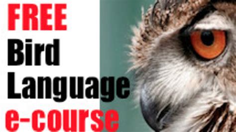 Bird Language Basics Free E-Course