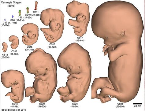 Embryos Uit Het Lab Mini Mens Of Klompje Cellen Biotechnologie