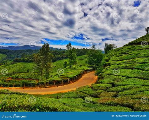high dynamic range landscape  munnar tea gardens kerala stock photo