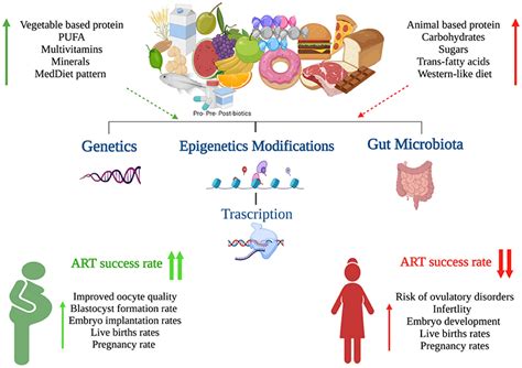 Frontiers Female Infertility And Diet Is There A Role For A