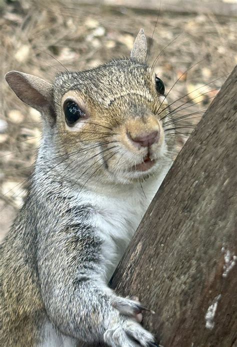 The Brompton Bunch On Twitter The Junior Squirrels Are Still Making