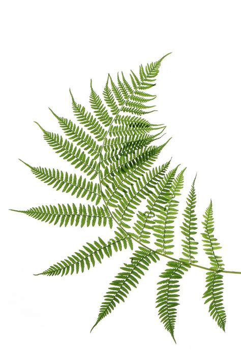 Elegant Lady Fern Curving Next To Collar Bone