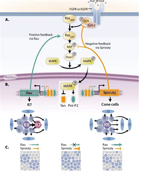 Positive And Negative Feedback In RTK Signaling A RTK Signaling