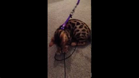 Ori Bengal Kitten Leash Training Day 1 Youtube