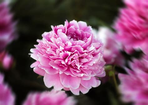 Premium Photo | Pink peonies in the garden