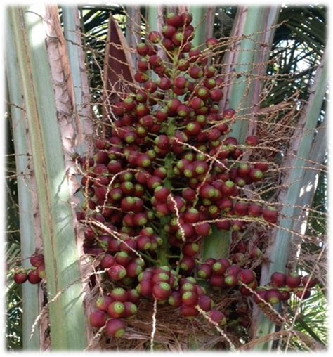 Butia Capitata Butia Odorata Jelly Palm Pindo Palm Sea Crest