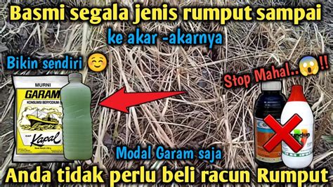 Modal Garam Dan 3 Bahan Lainnya Anda Tidak Perlu Beli Racun Rumput