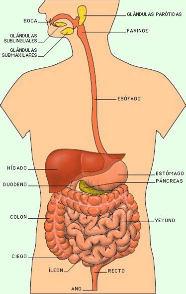 ANATOMÍA HUMANA Aparato digestivo Intestino delgado