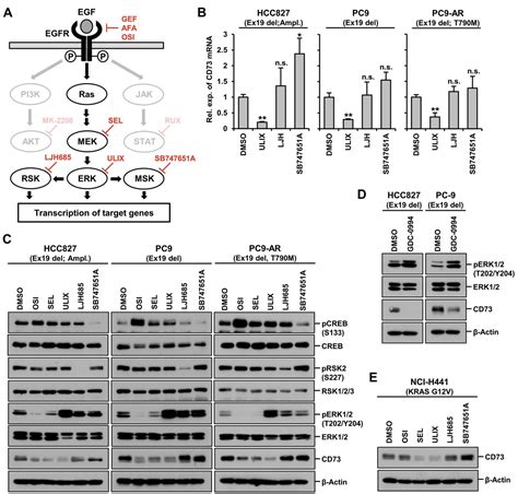 Cd Is Regulated By The Egfr Erk Signaling Pathway In Non Small Cell