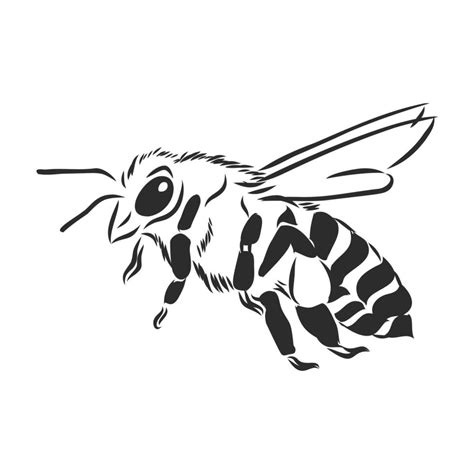 bee vector sketch 11094444 Vector Art at Vecteezy