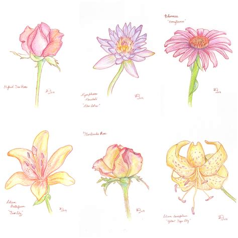 Colour Pencil Sketches Flowers - pencildrawing2019