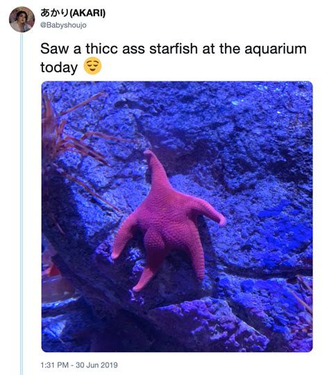 Spotted Thicc Starfish Know Your Meme