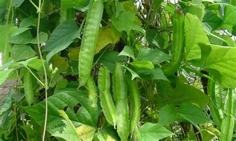 winged bean plant care growing dragon beans epic gardening