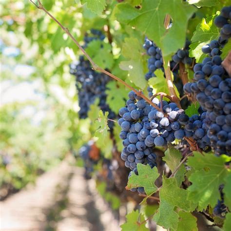 Ultimate Guide To Israeli Wine: Where To Find The Best Israeli Wines