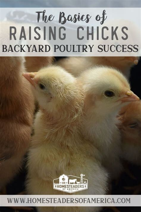 Raising Chickens: A Beginner's Guide