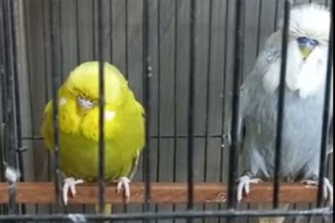 Exhibition Budgies Price In Pakistan Parrots For Sale