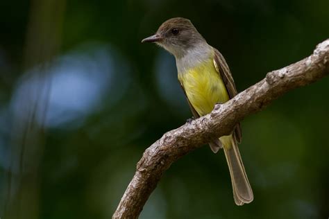 Myiarchus Flycatcher Sp Ebird