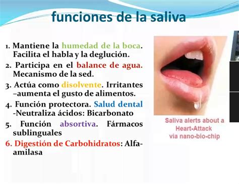 Gastro 2 funciones de la saliva Fisiología humana Studocu