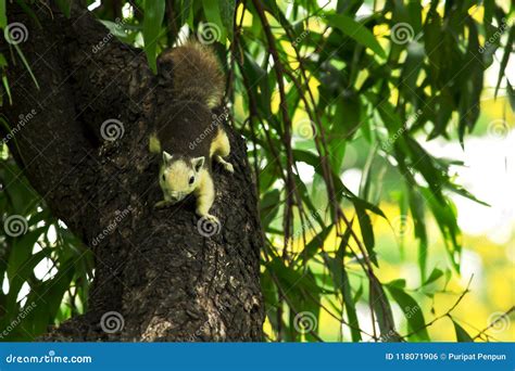 The Squirrels are Climbing on High Trees Stock Photo - Image of branch ...