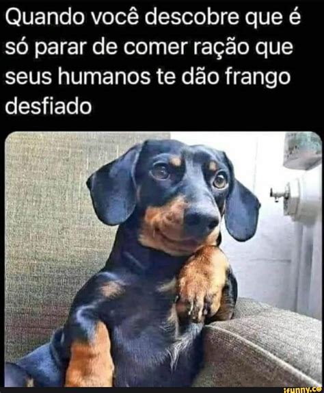 Quando Voc Descobre Que S Parar De Comer Ra O Que Seus Humanos Te