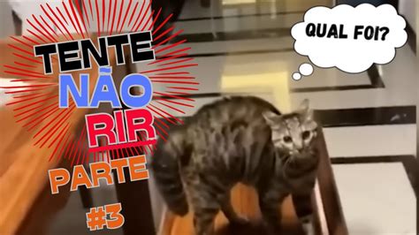 Cachorros E Gatos Engra Ados Tente N O Rir Parte Animais