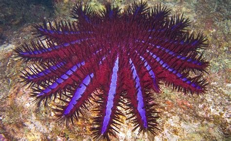 Crown Of Thorns Starfish Could Reach 60 Million On Gbr The Courier Mail