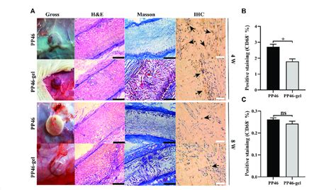 Histological Analysis A Scaffolds Were Implanted Subcutaneously In