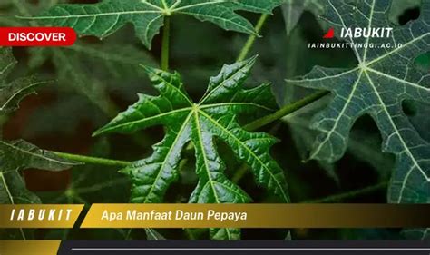 Banyak Yang Belum Tahu Inilah Manfaat Daun Pepaya Yang Bikin Penasaran