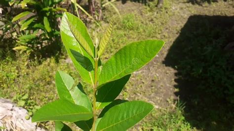 Arbusto Verde Exuberante Con Crecimiento Vibrante Y Hojas Sanas