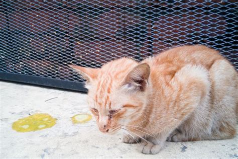 Ini Penyebab Kucing Muntah Kuning Dan Cara Mengobatinya