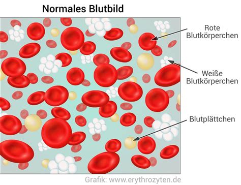 Blut Zusammensetzung Und Aufgaben