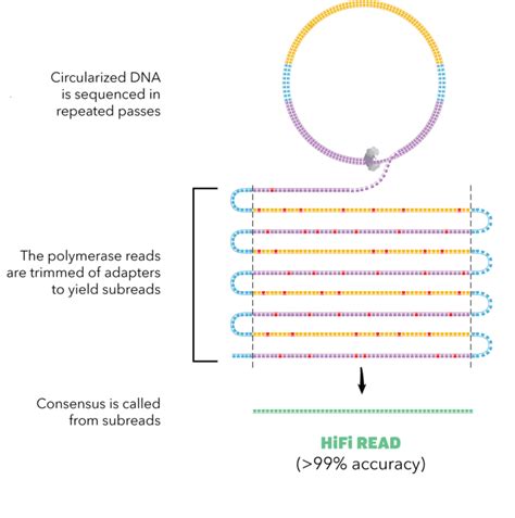 Sequencing 101 Understanding Accuracy In Dna Sequencing Pacbio