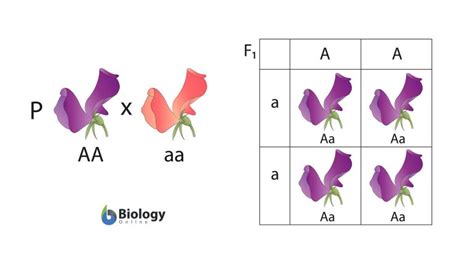 Dominance Definition And Examples Biology Online Dictionary