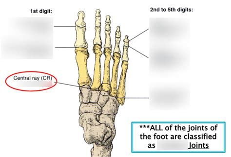 Rtca Week Toes Foot Heel Ankle Joints Of Phalanges And