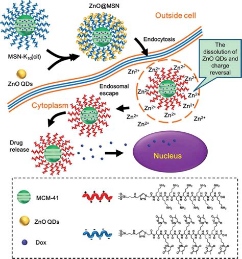 Schematic Illustration Of Intracellular Drug Release From Zno Msn