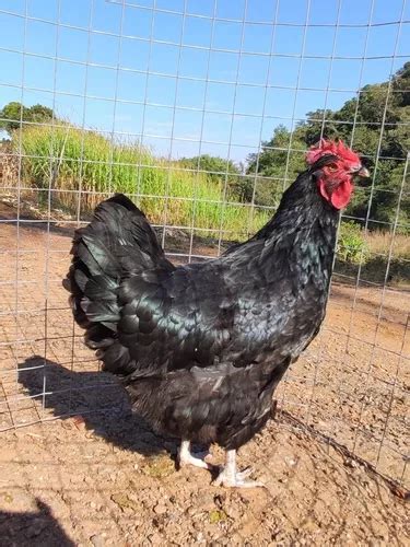 Ovos Gigante Negro De Jersey Galados F Rteis Ave Linda Venda Em