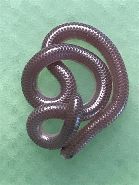 Tiny Worm Snakes in Texas