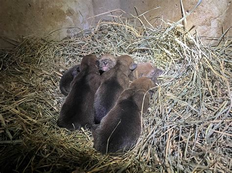 Recovering a Species: Red Wolf Pups Born in April - Point Defiance Zoo ...