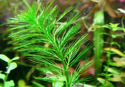 ПЕРИСТОЛИСТНИК ЕЛОЧНЫЙ (Myriophyllum elatinoides) » Домашний аквариум