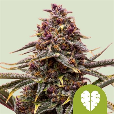 Pink Mist Auto Royal Queen Seeds