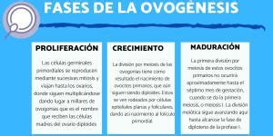 Ovogénesis y espermatogénesis DIFERENCIAS PRINCIPALES