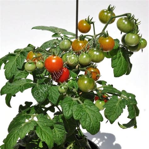 Pcs Red Robin Tomato Seeds Micro Dwarf Plants Organic Red Cherry